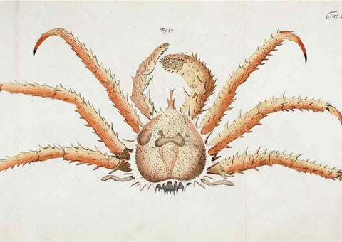 Reproducción/Reproduction 49533539453: Versuch einer Naturgeschichte der Krabben und Krebse :. Berlin ;Bei Gottlieb August Lange,1782-1804.. 