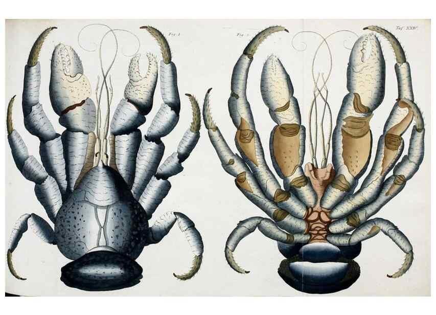 Reproducción/Reproduction 49534623392: Versuch einer Naturgeschichte der Krabben und Krebse :. Berlin ;Bei Gottlieb August Lange,1782-1804.. 