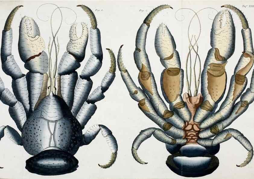 Reproducción/Reproduction 49534623392: Versuch einer Naturgeschichte der Krabben und Krebse :. Berlin ;Bei Gottlieb August Lange,1782-1804.. 