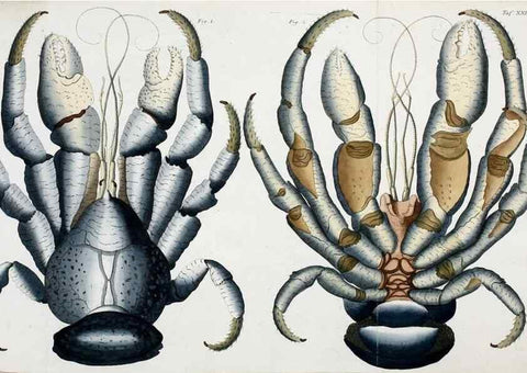 Reproducción/Reproduction 49534623392: Versuch einer Naturgeschichte der Krabben und Krebse :. Berlin ;Bei Gottlieb August Lange,1782-1804.. 