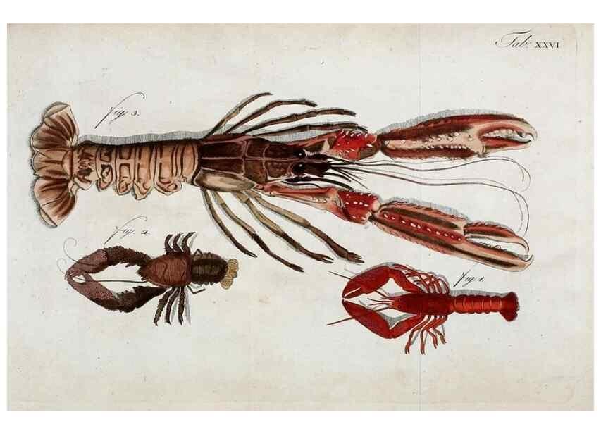 Reproducción/Reproduction 49533900863: Versuch einer Naturgeschichte der Krabben und Krebse :. Berlin ;Bei Gottlieb August Lange,1782-1804.. 