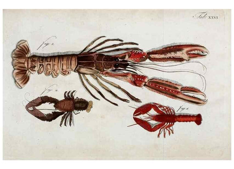 Reproducción/Reproduction 49533900863: Versuch einer Naturgeschichte der Krabben und Krebse :. Berlin ;Bei Gottlieb August Lange,1782-1804.. 
