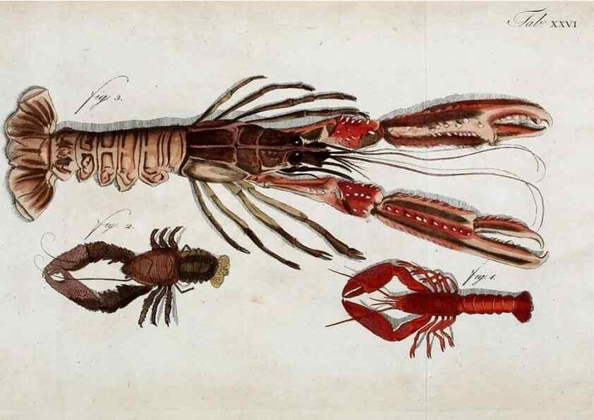 Reproducción/Reproduction 49533900863: Versuch einer Naturgeschichte der Krabben und Krebse :. Berlin ;Bei Gottlieb August Lange,1782-1804.. 