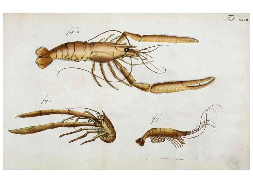 Reproducción/Reproduction 49534395661: Versuch einer Naturgeschichte der Krabben und Krebse :. Berlin ;Bei Gottlieb August Lange,1782-1804.. 