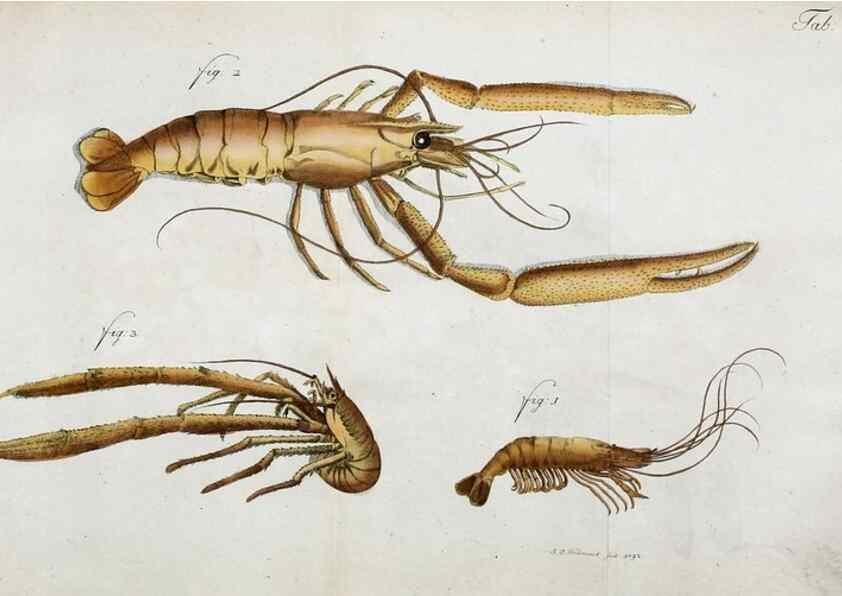 Reproducción/Reproduction 49534395661: Versuch einer Naturgeschichte der Krabben und Krebse :. Berlin ;Bei Gottlieb August Lange,1782-1804.. 