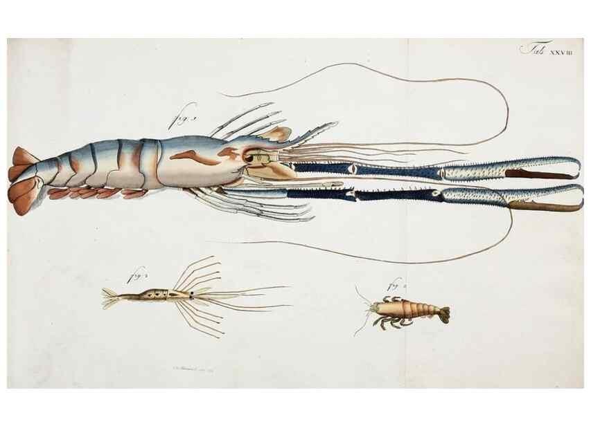 Reproducción/Reproduction 49534624257: Versuch einer Naturgeschichte der Krabben und Krebse :. Berlin ;Bei Gottlieb August Lange,1782-1804.. 