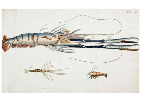 Reproducción/Reproduction 49534624257: Versuch einer Naturgeschichte der Krabben und Krebse :. Berlin ;Bei Gottlieb August Lange,1782-1804.. 