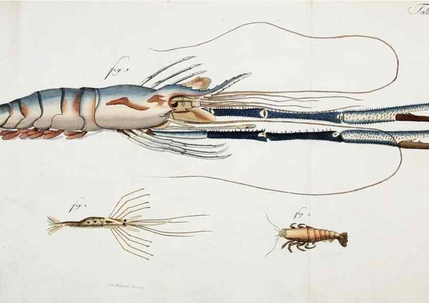 Reproducción/Reproduction 49534624257: Versuch einer Naturgeschichte der Krabben und Krebse :. Berlin ;Bei Gottlieb August Lange,1782-1804.. 