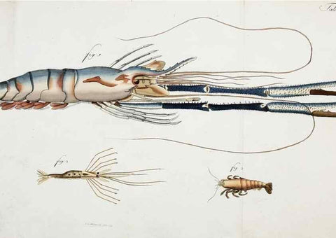 Reproducción/Reproduction 49534624257: Versuch einer Naturgeschichte der Krabben und Krebse :. Berlin ;Bei Gottlieb August Lange,1782-1804.. 