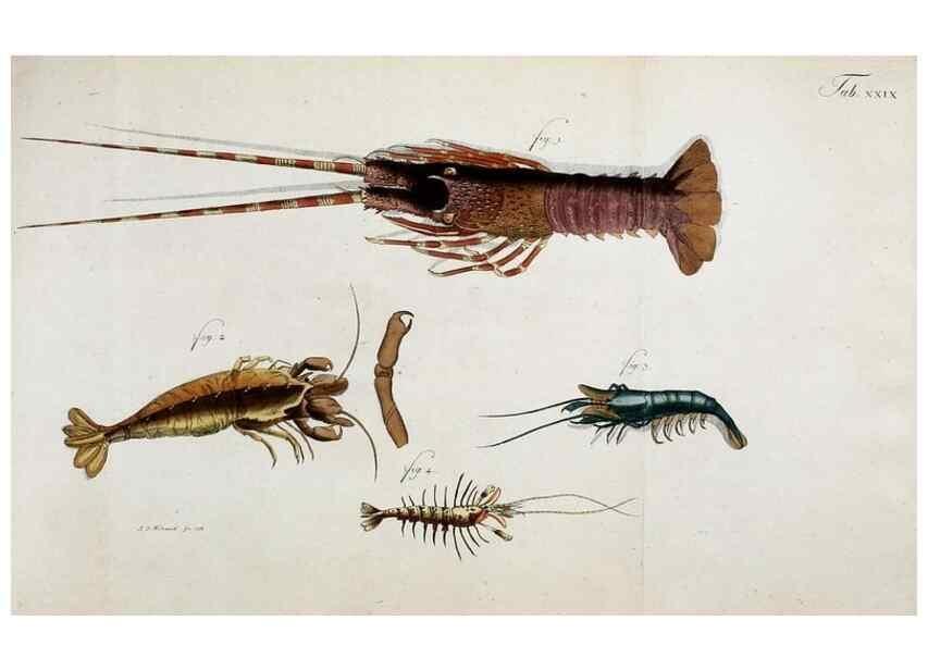 Reproducción/Reproduction 49533901453: Versuch einer Naturgeschichte der Krabben und Krebse :. Berlin ;Bei Gottlieb August Lange,1782-1804.. 