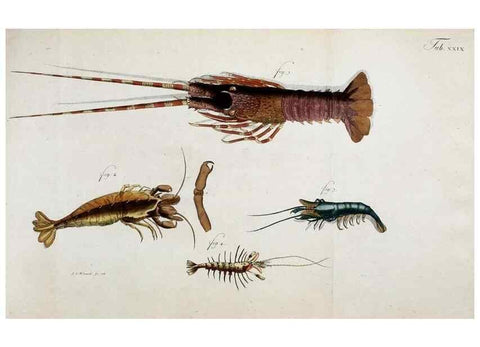 Reproducción/Reproduction 49533901453: Versuch einer Naturgeschichte der Krabben und Krebse :. Berlin ;Bei Gottlieb August Lange,1782-1804.. 