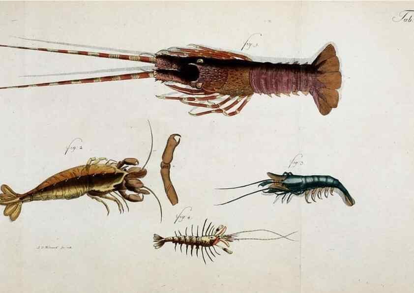 Reproducción/Reproduction 49533901453: Versuch einer Naturgeschichte der Krabben und Krebse :. Berlin ;Bei Gottlieb August Lange,1782-1804.. 