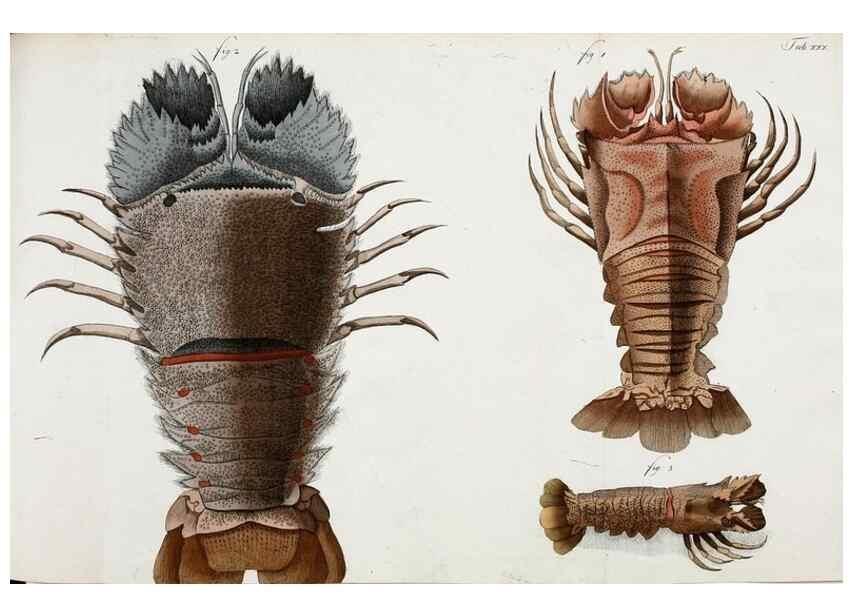 Reproducción/Reproduction 49533901643: Versuch einer Naturgeschichte der Krabben und Krebse :. Berlin ;Bei Gottlieb August Lange,1782-1804.. 