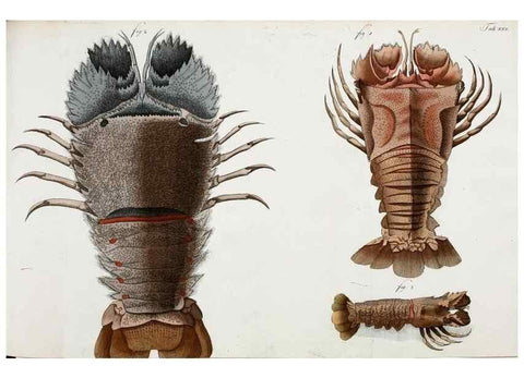 Reproducción/Reproduction 49533901643: Versuch einer Naturgeschichte der Krabben und Krebse :. Berlin ;Bei Gottlieb August Lange,1782-1804.. 