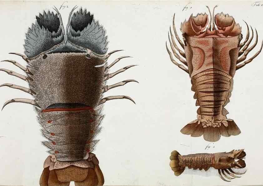Reproducción/Reproduction 49533901643: Versuch einer Naturgeschichte der Krabben und Krebse :. Berlin ;Bei Gottlieb August Lange,1782-1804.. 