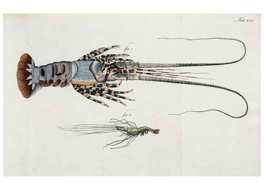 Reproducción/Reproduction 49534624882: Versuch einer Naturgeschichte der Krabben und Krebse :. Berlin ;Bei Gottlieb August Lange,1782-1804.. 