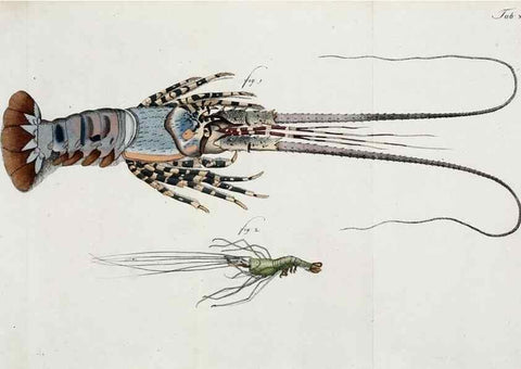 Reproducción/Reproduction 49534624882: Versuch einer Naturgeschichte der Krabben und Krebse :. Berlin ;Bei Gottlieb August Lange,1782-1804.. 