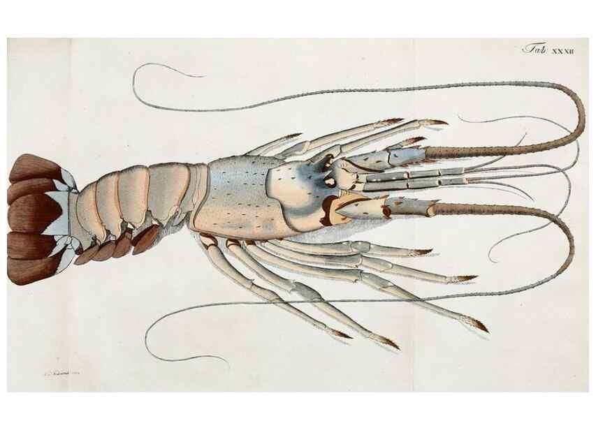 Reproducción/Reproduction 49534396611: Versuch einer Naturgeschichte der Krabben und Krebse :. Berlin ;Bei Gottlieb August Lange,1782-1804.. 