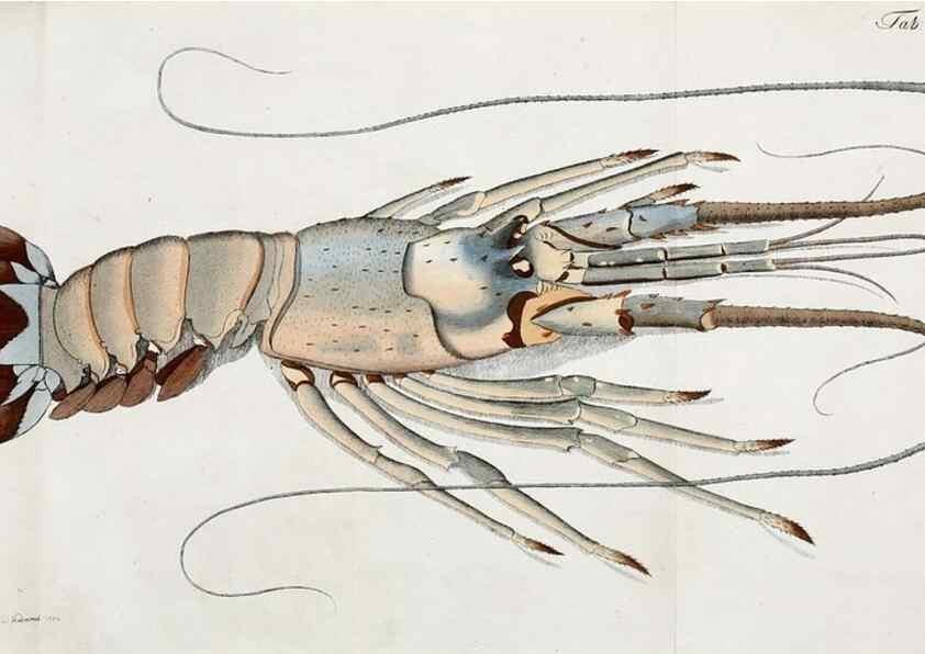 Reproducción/Reproduction 49534396611: Versuch einer Naturgeschichte der Krabben und Krebse :. Berlin ;Bei Gottlieb August Lange,1782-1804.. 