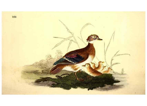 Reproducción/Reproduction 49531731371: The natural history of British birds, or, A selection of the most rare, beautiful and interesting birds which inhabit this country :. London :Printed for the author, and for F. and C. Rivington ...,1794[-1819]. 