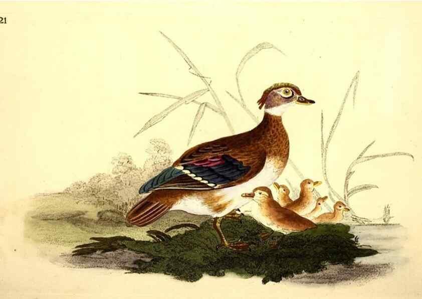 Reproducción/Reproduction 49531731371: The natural history of British birds, or, A selection of the most rare, beautiful and interesting birds which inhabit this country :. London :Printed for the author, and for F. and C. Rivington ...,1794[-1819]. 