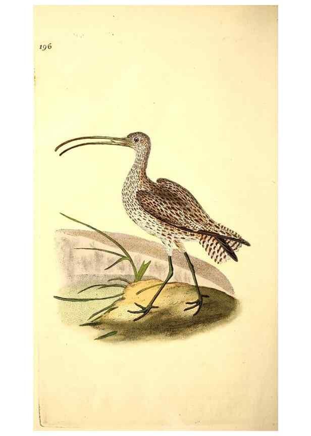 Reproducción/Reproduction 49531164773: The natural history of British birds, or, A selection of the most rare, beautiful and interesting birds which inhabit this country :. London :Printed for the author, and for F. and C. Rivington ...,1794[-1819]. 