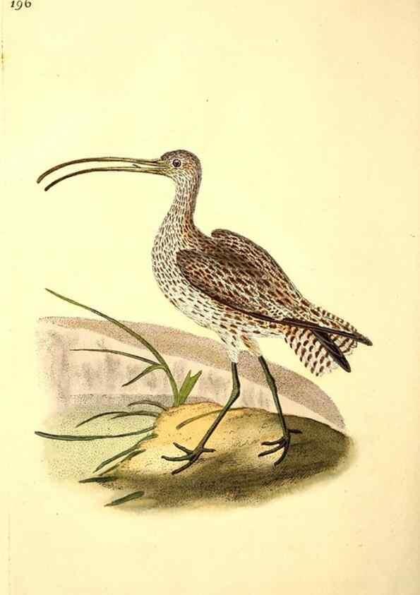 Reproducción/Reproduction 49531164773: The natural history of British birds, or, A selection of the most rare, beautiful and interesting birds which inhabit this country :. London :Printed for the author, and for F. and C. Rivington ...,1794[-1819]. 