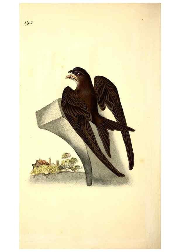 Reproducción/Reproduction 49531891757: The natural history of British birds, or, A selection of the most rare, beautiful and interesting birds which inhabit this country :. London :Printed for the author, and for F. and C. Rivington ...,1794[-1819]. 