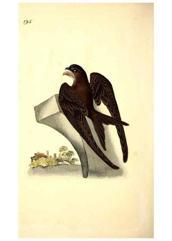 Reproducción/Reproduction 49531891757: The natural history of British birds, or, A selection of the most rare, beautiful and interesting birds which inhabit this country :. London :Printed for the author, and for F. and C. Rivington ...,1794[-1819]. 