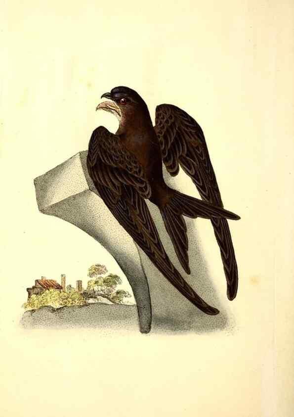 Reproducción/Reproduction 49531891757: The natural history of British birds, or, A selection of the most rare, beautiful and interesting birds which inhabit this country :. London :Printed for the author, and for F. and C. Rivington ...,1794[-1819]. 