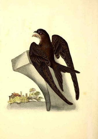 Reproducción/Reproduction 49531891757: The natural history of British birds, or, A selection of the most rare, beautiful and interesting birds which inhabit this country :. London :Printed for the author, and for F. and C. Rivington ...,1794[-1819]. 