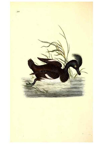 Reproducción/Reproduction 49531805197: The natural history of British birds, or, A selection of the most rare, beautiful and interesting birds which inhabit this country :. London :Printed for the author, and for F. and C. Rivington ...,1794[-1819]. 