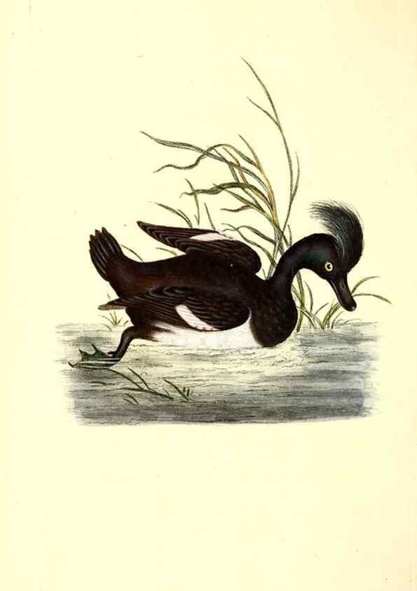 Reproducción/Reproduction 49531805197: The natural history of British birds, or, A selection of the most rare, beautiful and interesting birds which inhabit this country :. London :Printed for the author, and for F. and C. Rivington ...,1794[-1819]. 