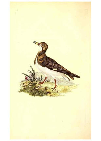 Reproducción/Reproduction 49531582441: The natural history of British birds, or, A selection of the most rare, beautiful and interesting birds which inhabit this country :. London :Printed for the author, and for F. and C. Rivington ...,1794[-1819]. 
