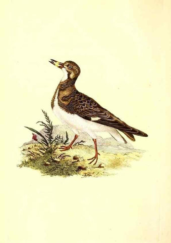 Reproducción/Reproduction 49531582441: The natural history of British birds, or, A selection of the most rare, beautiful and interesting birds which inhabit this country :. London :Printed for the author, and for F. and C. Rivington ...,1794[-1819]. 