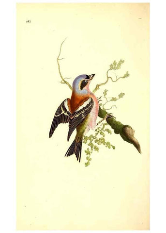Reproducción/Reproduction 49531805727: The natural history of British birds, or, A selection of the most rare, beautiful and interesting birds which inhabit this country :. London :Printed for the author, and for F. and C. Rivington ...,1794[-1819]. 