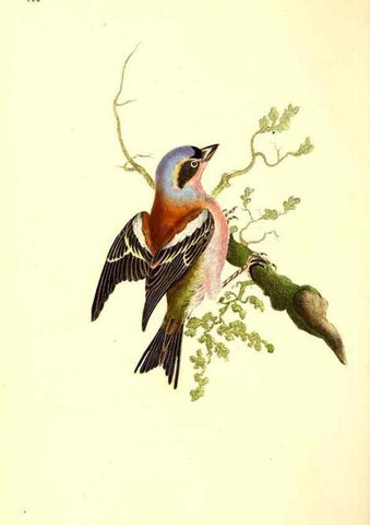 Reproducción/Reproduction 49531805727: The natural history of British birds, or, A selection of the most rare, beautiful and interesting birds which inhabit this country :. London :Printed for the author, and for F. and C. Rivington ...,1794[-1819]. 