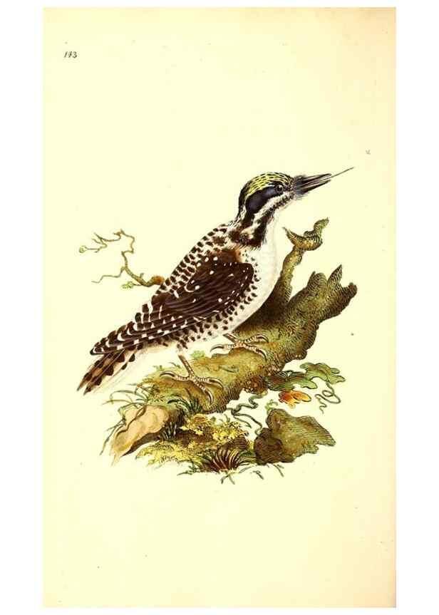 Reproducción/Reproduction 49531805907: The natural history of British birds, or, A selection of the most rare, beautiful and interesting birds which inhabit this country :. London :Printed for the author, and for F. and C. Rivington ...,1794[-1819]. 