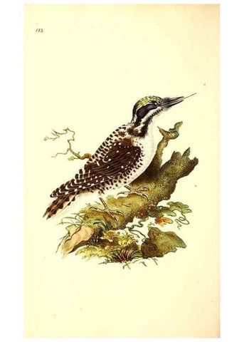 Reproducción/Reproduction 49531805907: The natural history of British birds, or, A selection of the most rare, beautiful and interesting birds which inhabit this country :. London :Printed for the author, and for F. and C. Rivington ...,1794[-1819]. 