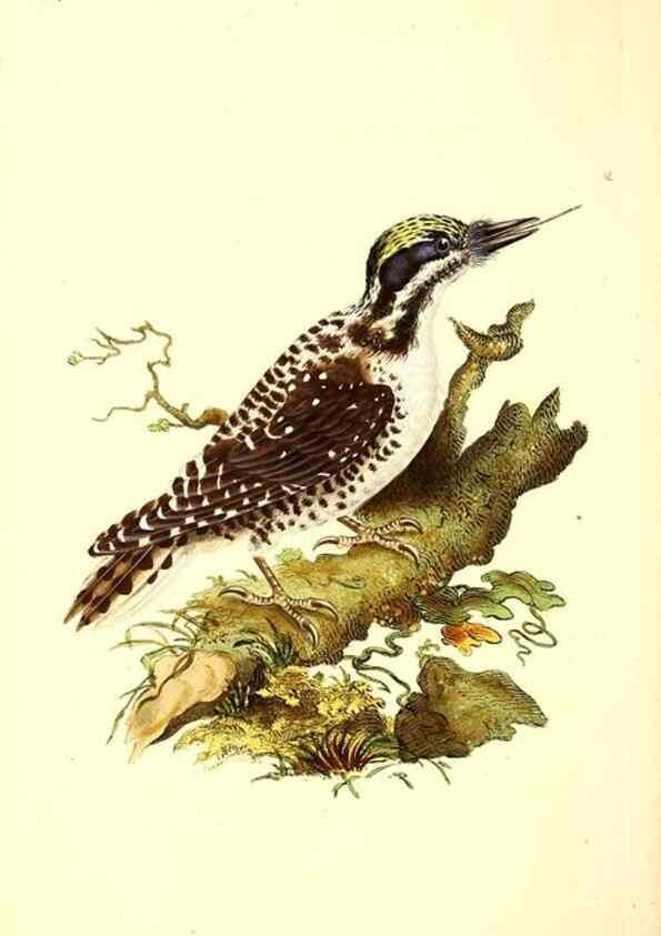 Reproducción/Reproduction 49531805907: The natural history of British birds, or, A selection of the most rare, beautiful and interesting birds which inhabit this country :. London :Printed for the author, and for F. and C. Rivington ...,1794[-1819]. 