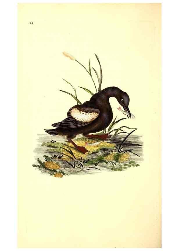 Reproducción/Reproduction 49531806072: The natural history of British birds, or, A selection of the most rare, beautiful and interesting birds which inhabit this country :. London :Printed for the author, and for F. and C. Rivington ...,1794[-1819]. 