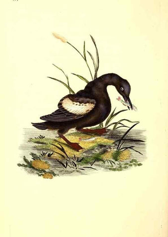 Reproducción/Reproduction 49531806072: The natural history of British birds, or, A selection of the most rare, beautiful and interesting birds which inhabit this country :. London :Printed for the author, and for F. and C. Rivington ...,1794[-1819]. 
