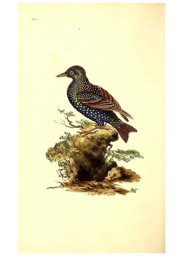 Reproducción/Reproduction 49531806377: The natural history of British birds, or, A selection of the most rare, beautiful and interesting birds which inhabit this country :. London :Printed for the author, and for F. and C. Rivington ...,1794[-1819]. 