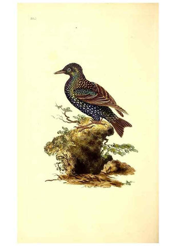Reproducción/Reproduction 49531806377: The natural history of British birds, or, A selection of the most rare, beautiful and interesting birds which inhabit this country :. London :Printed for the author, and for F. and C. Rivington ...,1794[-1819]. 