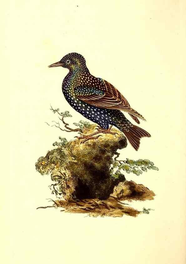 Reproducción/Reproduction 49531806377: The natural history of British birds, or, A selection of the most rare, beautiful and interesting birds which inhabit this country :. London :Printed for the author, and for F. and C. Rivington ...,1794[-1819]. 