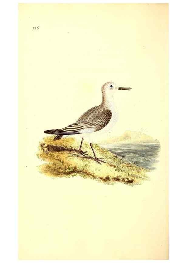 Reproducción/Reproduction 49531078978: The natural history of British birds, or, A selection of the most rare, beautiful and interesting birds which inhabit this country :. London :Printed for the author, and for F. and C. Rivington ...,1794[-1819]. 