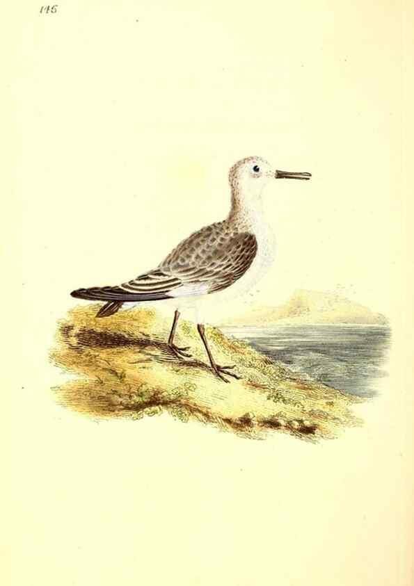 Reproducción/Reproduction 49531078978: The natural history of British birds, or, A selection of the most rare, beautiful and interesting birds which inhabit this country :. London :Printed for the author, and for F. and C. Rivington ...,1794[-1819]. 
