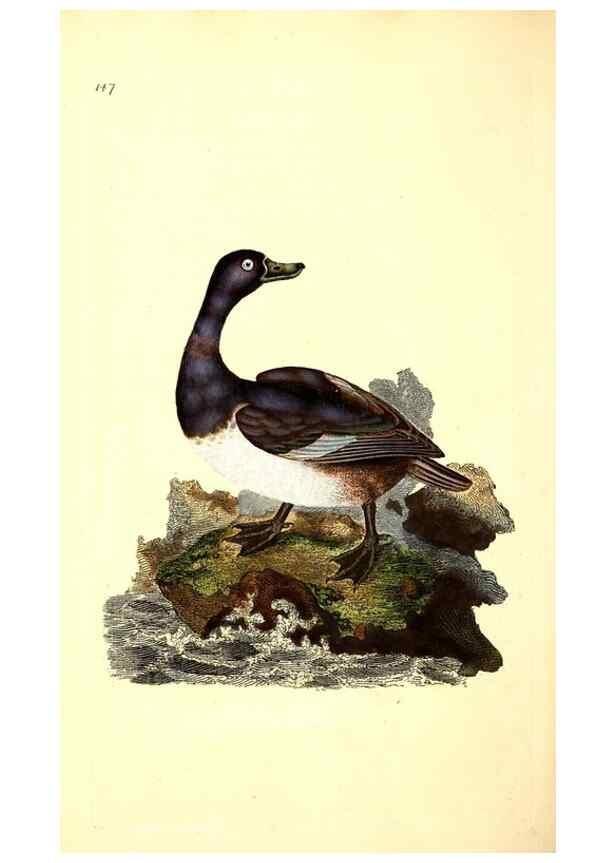Reproducción/Reproduction 49531584026: The natural history of British birds, or, A selection of the most rare, beautiful and interesting birds which inhabit this country :. London :Printed for the author, and for F. and C. Rivington ...,1794[-1819]. 