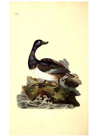 Reproducción/Reproduction 49531584026: The natural history of British birds, or, A selection of the most rare, beautiful and interesting birds which inhabit this country :. London :Printed for the author, and for F. and C. Rivington ...,1794[-1819]. 