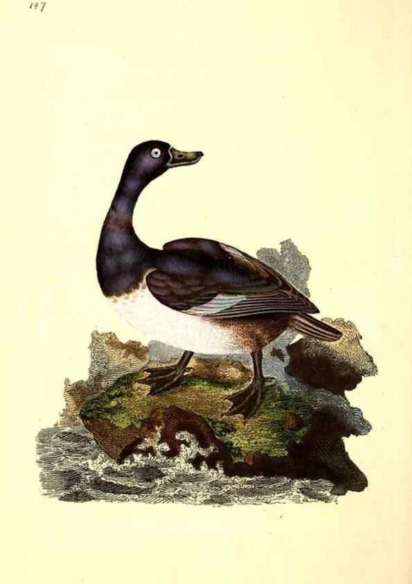 Reproducción/Reproduction 49531584026: The natural history of British birds, or, A selection of the most rare, beautiful and interesting birds which inhabit this country :. London :Printed for the author, and for F. and C. Rivington ...,1794[-1819]. 
